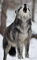 What rank are you in your wolf Pack? What rank are you in your wolf Pack?