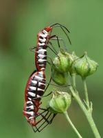 Insect Personalities Insect Personalities
