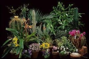 What plant are you? (1) What plant are you? (1)