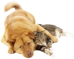 are you a cat or dog? (3) are you a cat or dog? (3)