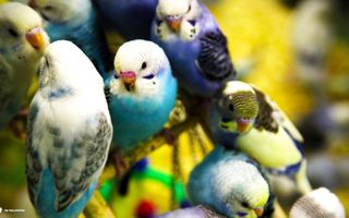 Which of My Budgies (Parakeets) Are You? Which of My Budgies (Parakeets) Are You?