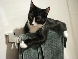 How Well Do You Know Cats? How Well Do You Know Cats?