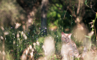 Which warrior cat are you most like? (1) Which warrior cat are you most like? (1)