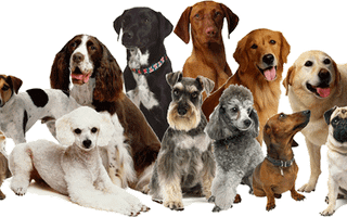 how much do you know about dogs? (1) how much do you know about dogs? (1)