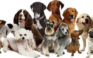 how much do you know about dogs? (1) how much do you know about dogs? (1)