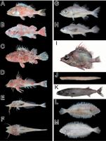 What Type of Fish Are You? What Type of Fish Are You?