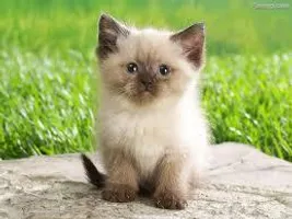 My third warrior cats quiz... My third warrior cats quiz...