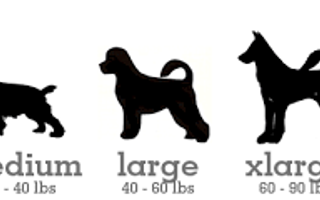 What dog size would best benefit you? What dog size would best benefit you?