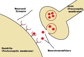 Neuroscience Quiz Neuroscience Quiz