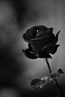 Are you the colour black? Are you the colour black?