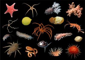 Discover Your Inner Marine Animal Discover Your Inner Marine Animal