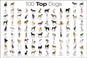 what dog breed are you? (4)
