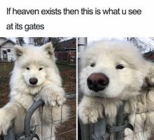 Which Funny Animal Video Are You? (1) Which Funny Animal Video Are You? (1)