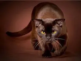 Are you a cat expert? Are you a cat expert?