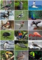 What bird are you? (1) What bird are you? (1)