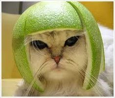 are you a cat or a dog??? are you a cat or a dog???