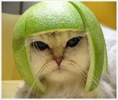 are you a cat or a dog??? are you a cat or a dog???