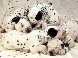 know these breeds? know these breeds?