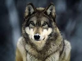 what rank are you in a wolf pack (1) what rank are you in a wolf pack (1)
