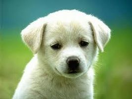 what animal are you (P.S. take the quiz to find out) what animal are you (P.S. take the quiz to find out)