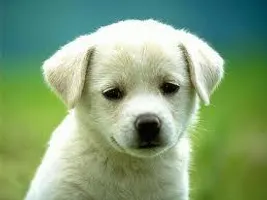 what animal are you (P.S. take the quiz to find out) what animal are you (P.S. take the quiz to find out)
