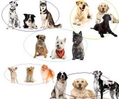 What type of dog is best for you? What type of dog is best for you?