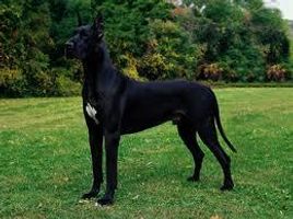 Guess that breed Guess that breed