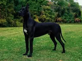 Guess that breed Guess that breed