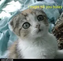 does your cat love you? does your cat love you?