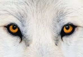 What wolf are you? (1) What wolf are you? (1)