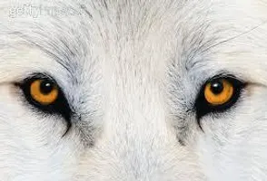 What wolf are you? (1) What wolf are you? (1)