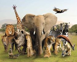 Am I an Animal lover? Am I an Animal lover?