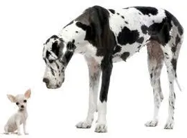 are you a small or big dog??? are you a small or big dog???