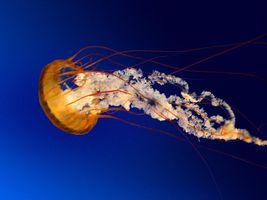 What type of sea creature are you? What type of sea creature are you?