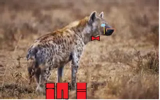 Are you a dog or a wolf?