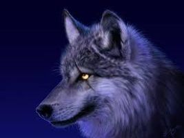 What Rank Are You In A Wolf Pack? What Rank Are You In A Wolf Pack?