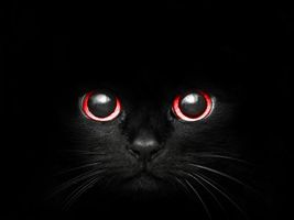 Warriors cat names part 2 Warriors cat names part 2