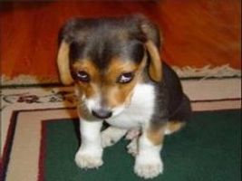 Name the dog Name the dog