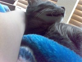 Can this kitty make you say "AWWW!"? Can this kitty make you say "AWWW!"?