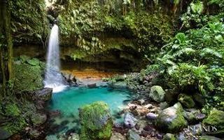 What rainforest thing are u? What rainforest thing are u?