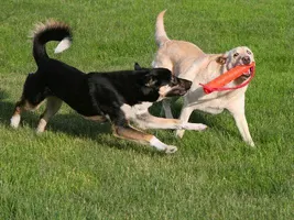 Do you know dogs?