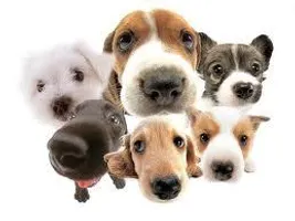 Which dog are you from my life? Which dog are you from my life?