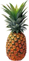 DO YOU KNOW SPONGE DO YOU KNOW SPONGE