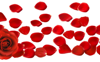 Rose petals (Sonic, Shadow, Silver wwffy) (1) Rose petals (Sonic, Shadow, Silver wwffy) (1)