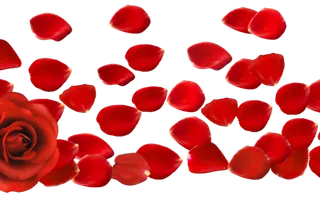 Rose petals (Sonic, Shadow, Silver wwffy) (1) Rose petals (Sonic, Shadow, Silver wwffy) (1)