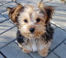 What type of dog are you? (4) What type of dog are you? (4)