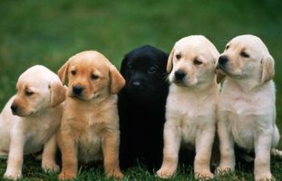 What kind of dog are you? (3) What kind of dog are you? (3)