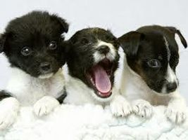 Which Type Of Dog Are You? Which Type Of Dog Are You?