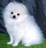 name that dog! name that dog!