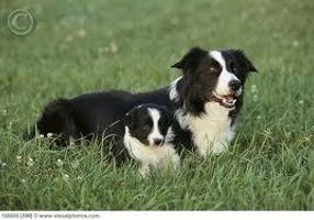 The Dog The Dog